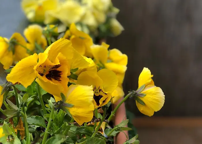 Thermal Garden Weninger * Kiskunhalas